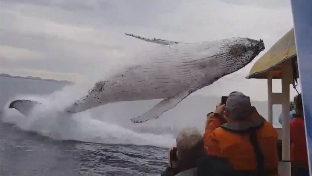 El increíble salto de una ballena jorobada