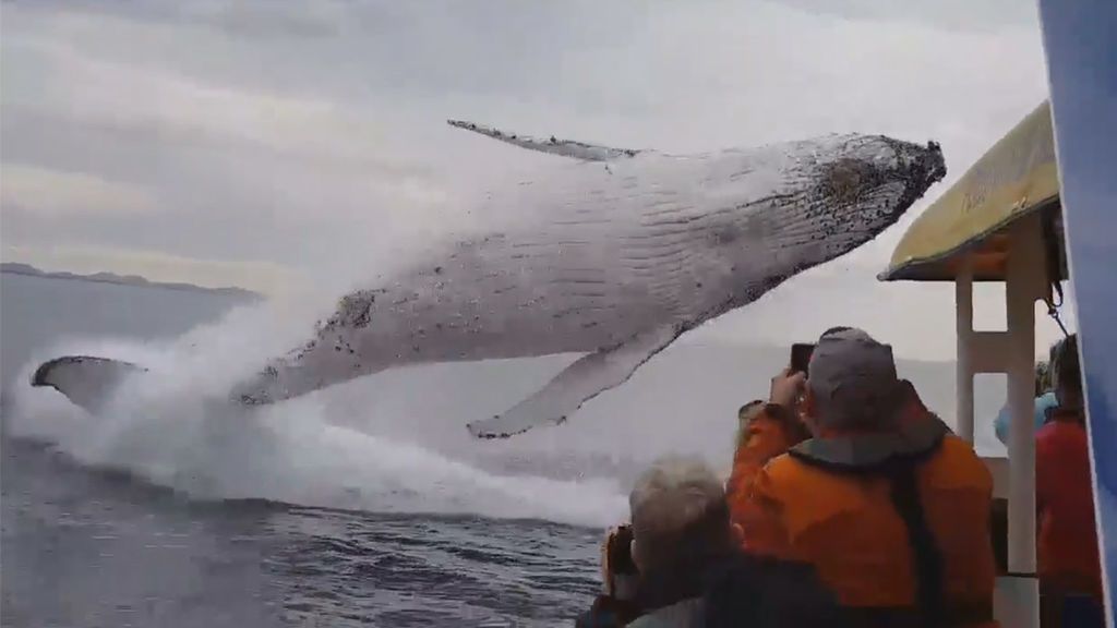 Un grupo de turistas presencian boquiabiertos el salto de una ballena jorobada