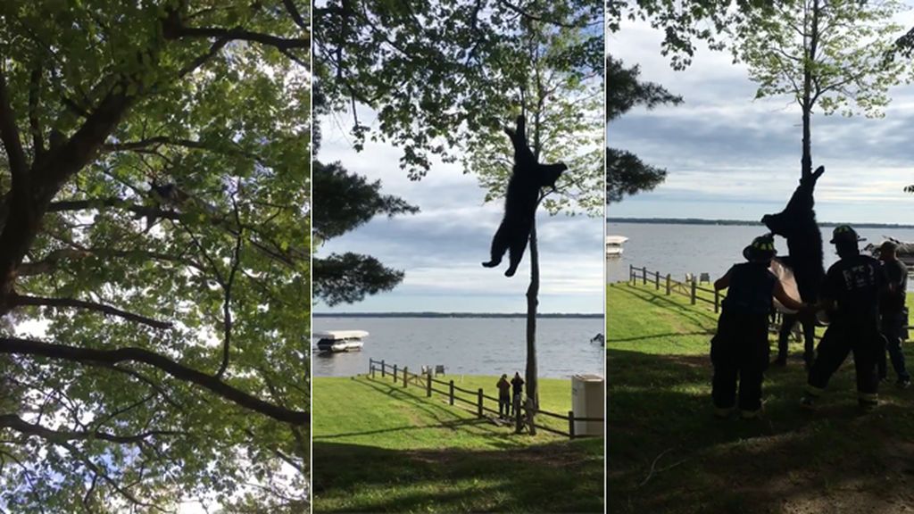 Complejo rescate de un oso subido sobre un árbol a más de 18 metros