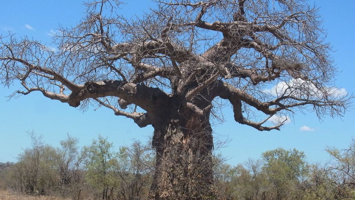 s baobabs