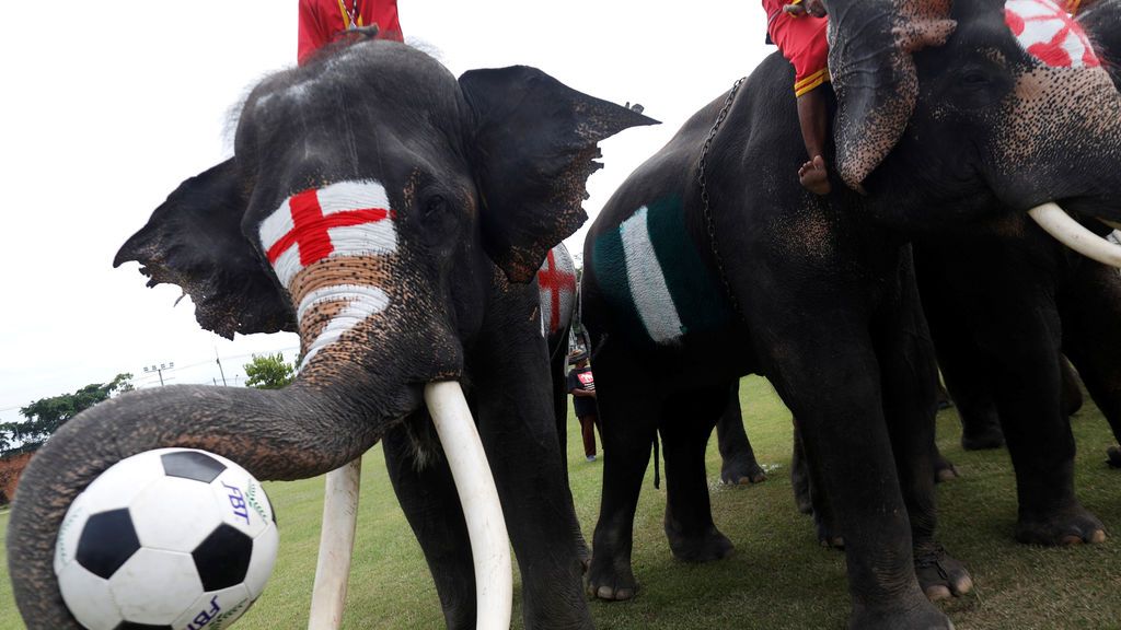 Elefantes futboleros