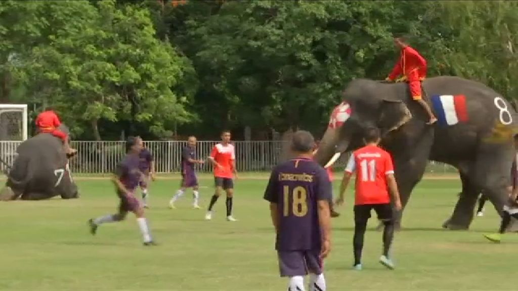Elefantes ganan 2-1 a humanos en un partido de fútbol