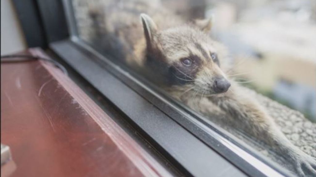 Un mapache atrapado en un rascacielos se convierte en una celebridad mundial