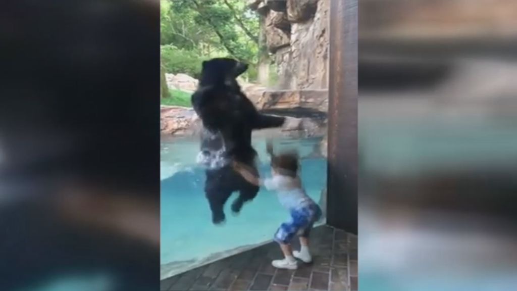 Un niño comienza a saltar en un zoo y un oso le sigue el juego