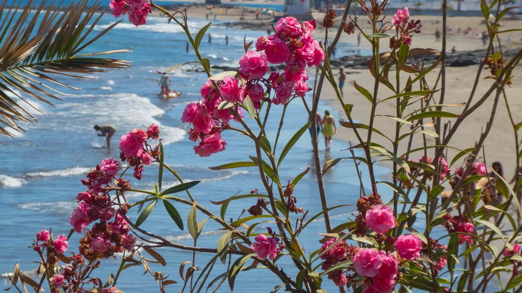Antonio Rico en Telde, Gran Canaria
