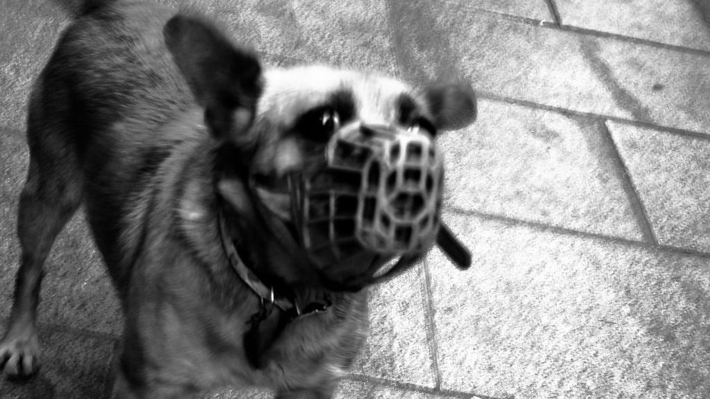 Muere un perro en Lugo porque su dueña le puso un bozal y no podía comer ni beber