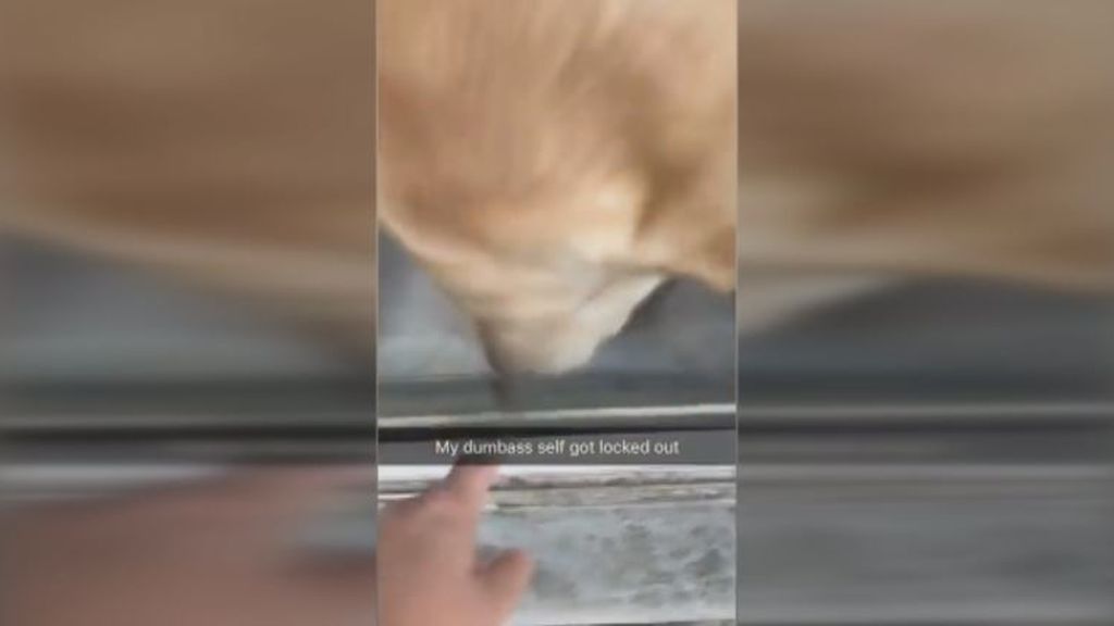 Un perro rescata a su dueña tras quedar atrapada en la terraza