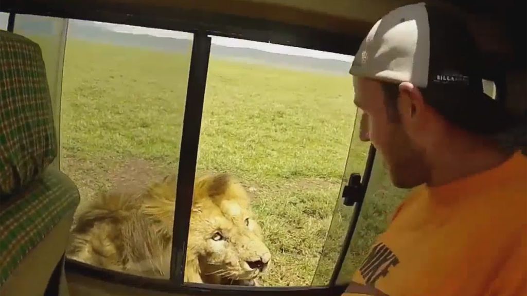 La regañina de un león a un turista en un safari