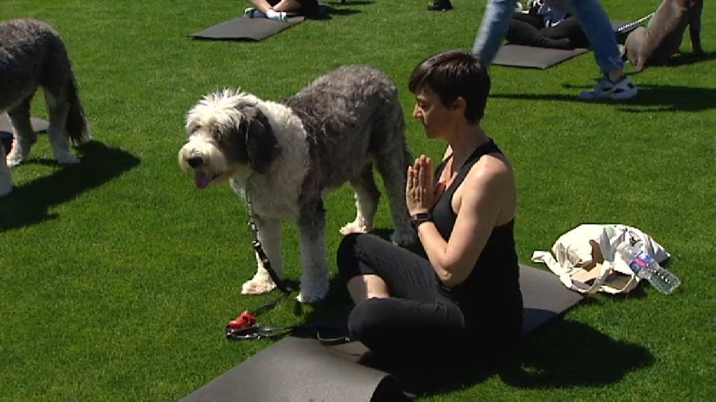 Acércate a la plenitud física y mental junto a tu perro practicando doga