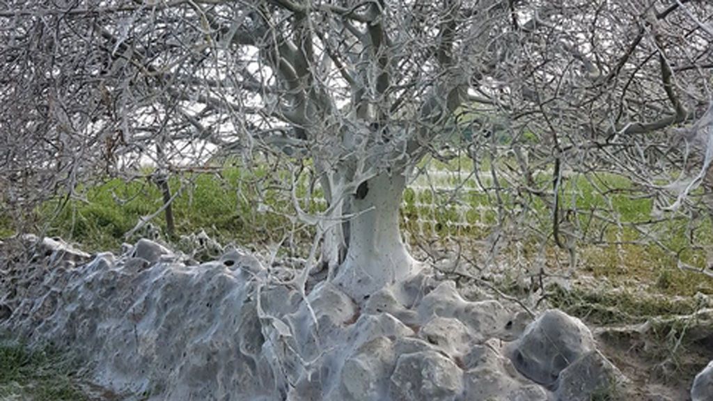 Hallan un árbol espeluznante en Inglaterra