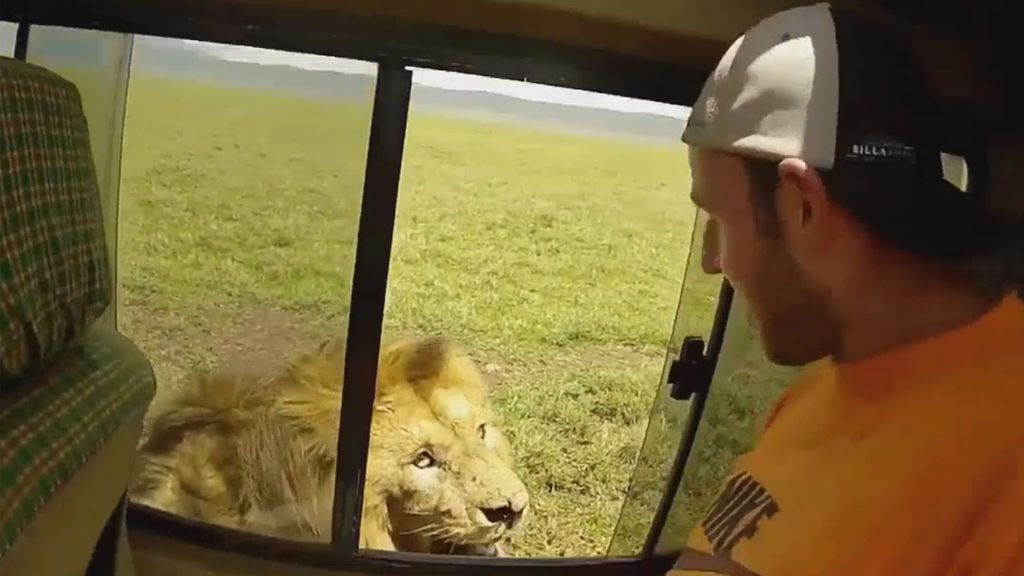 Un león advierte a un turista por qué no debe tener la ventana abierta en un safari