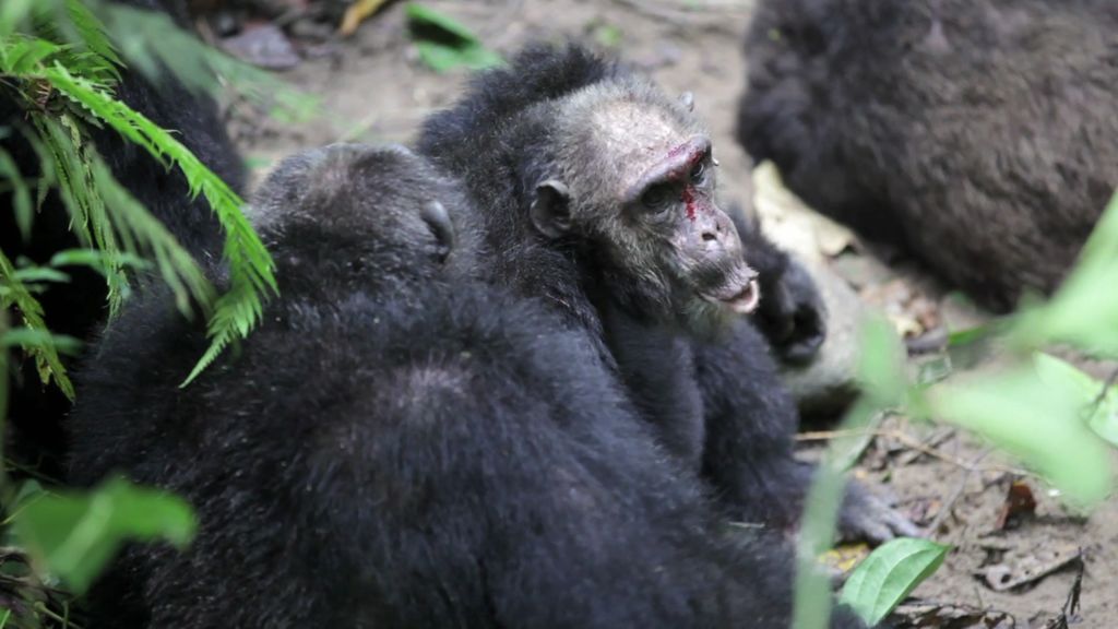 La guerra de los chimpancés: Las probadas tendencias violentas de los primates