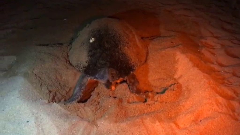 Una tortuga boba pone más de cien huevos delante de un chiringuito de Mataró