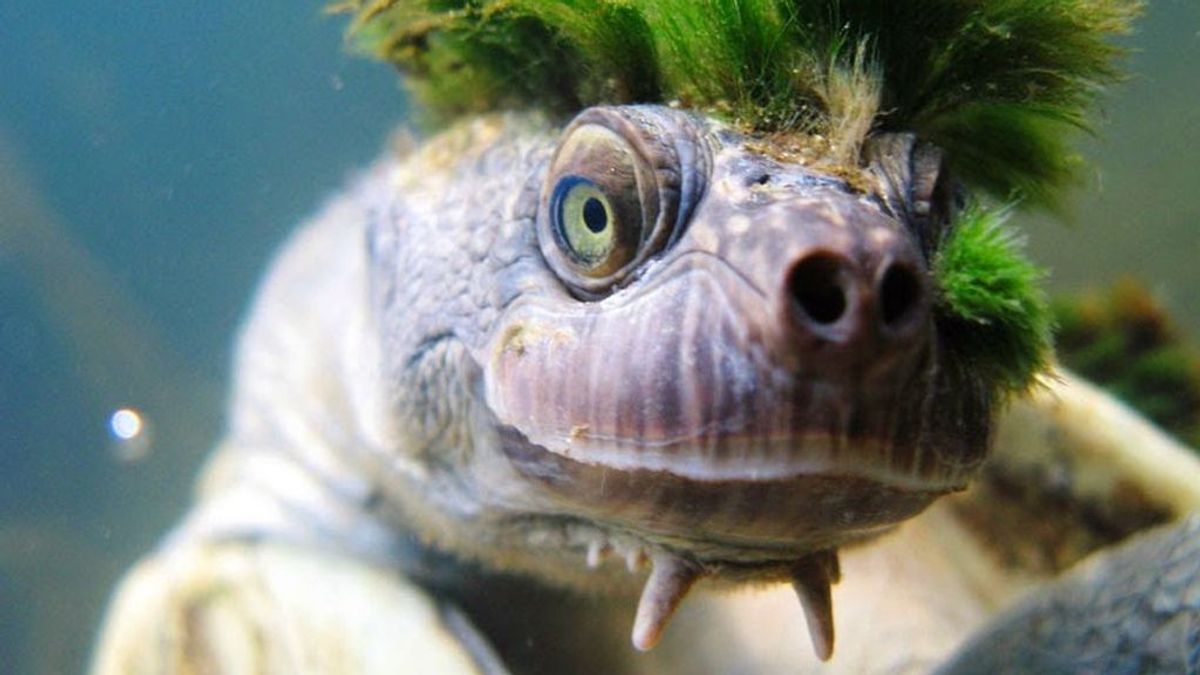Cresta verde y respira por los genitales: la tortuga 'punky', en peligro de extinción
