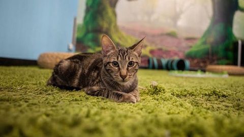 Polineko, la cafetería de gatos al más puro estilo japonés en Madrid