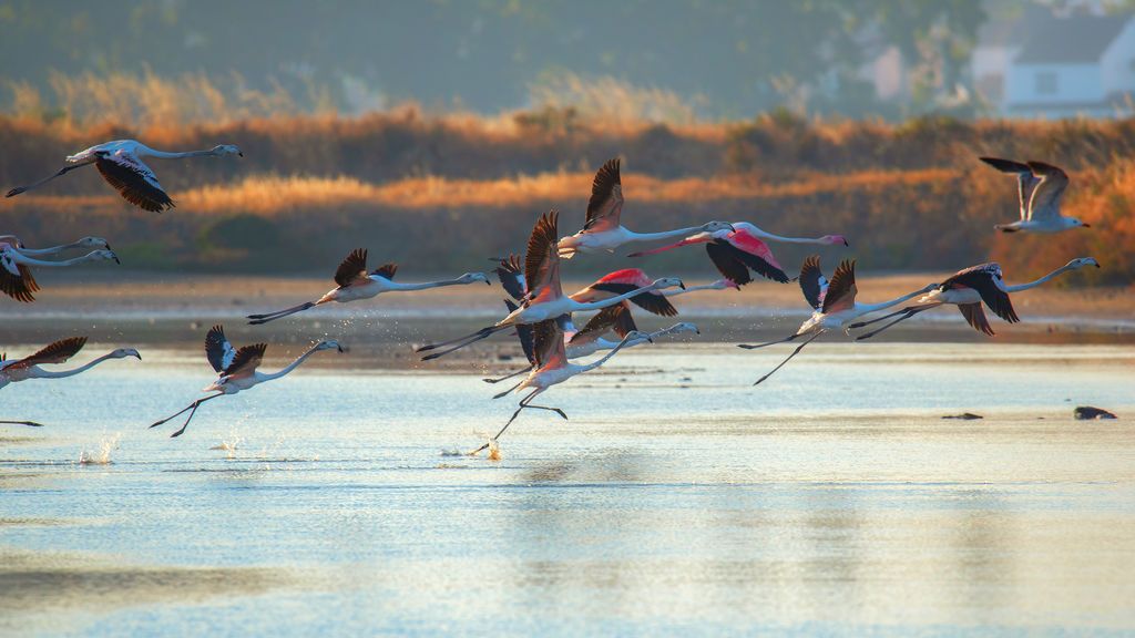José Otero Zaldivar en San Fernando, Cádiz