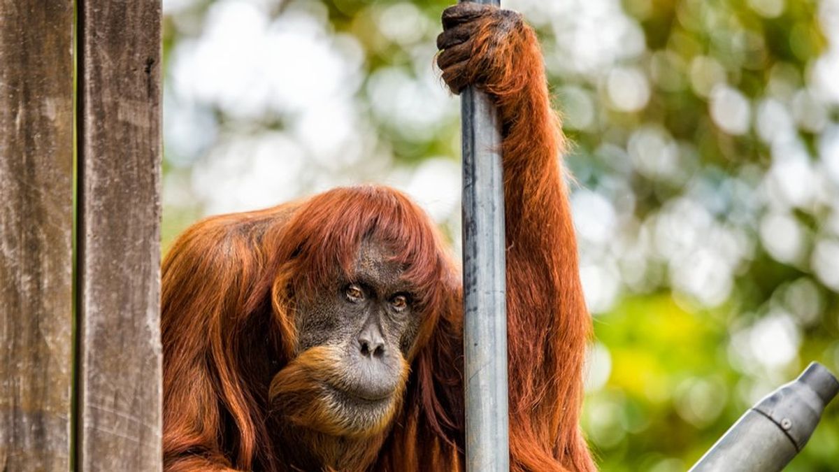 Puan, la orangután más vieja del mundo, muere a los 62 años