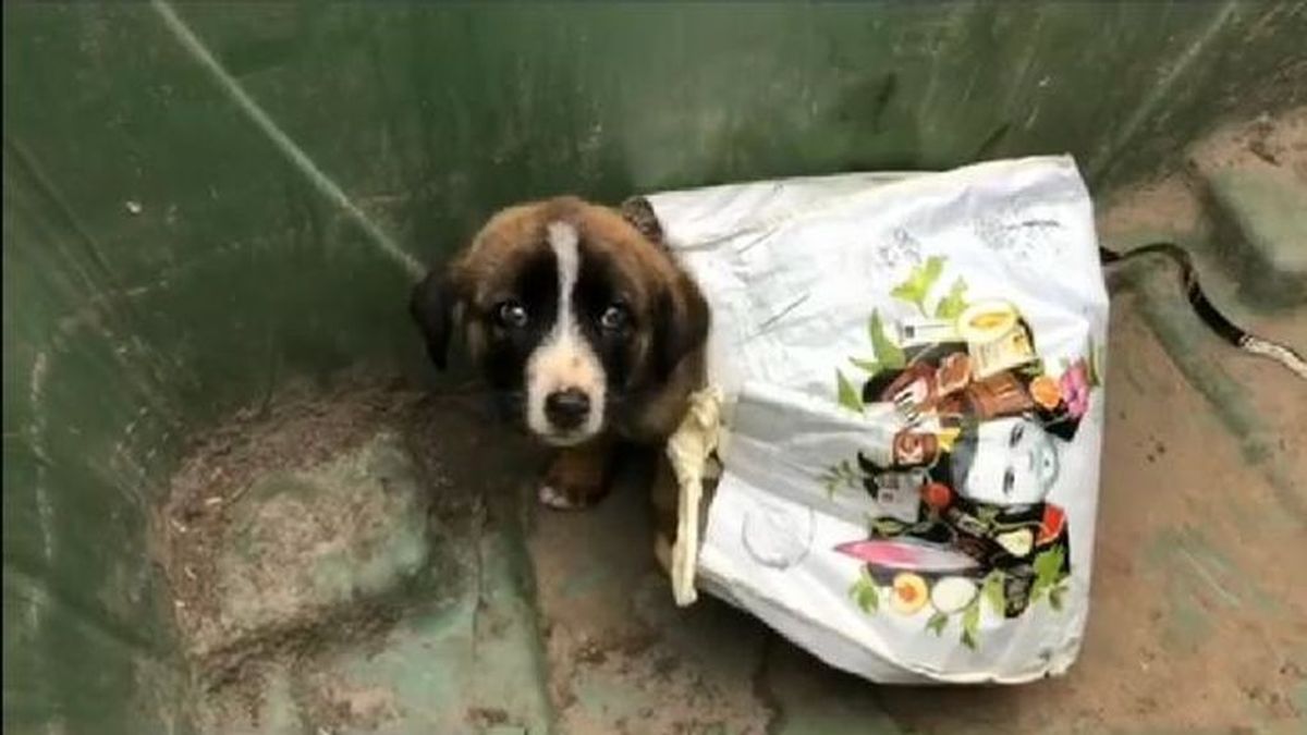 Abandonan a un cachorro de mastín en un contenedor de basura en Grado