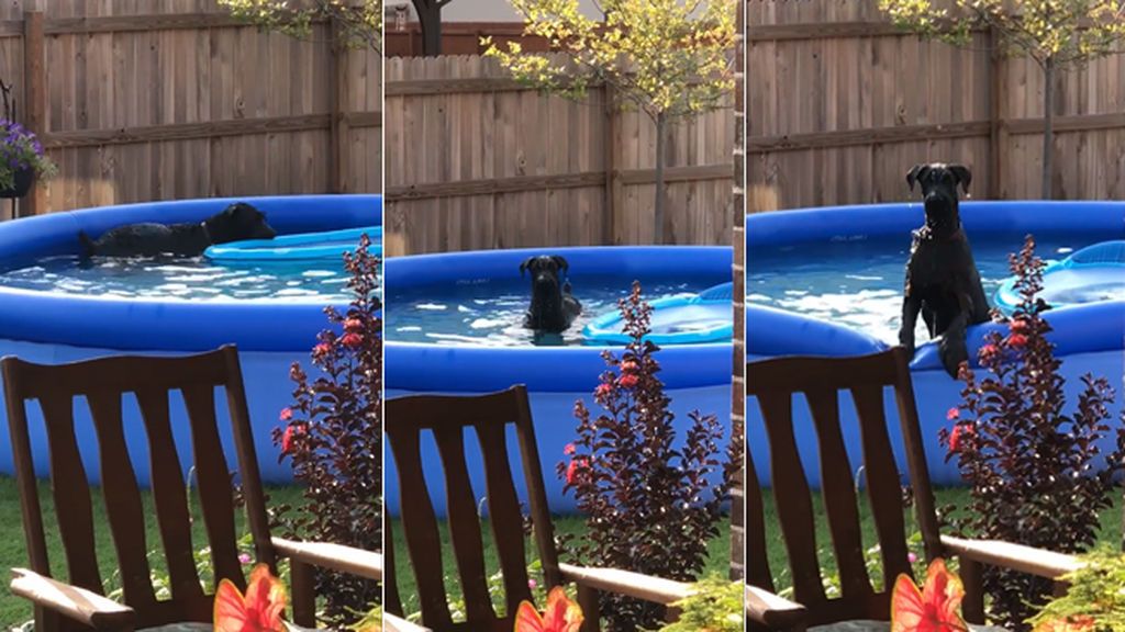 Disimulo canino cuando le pillan bañándose en la piscina hinchable