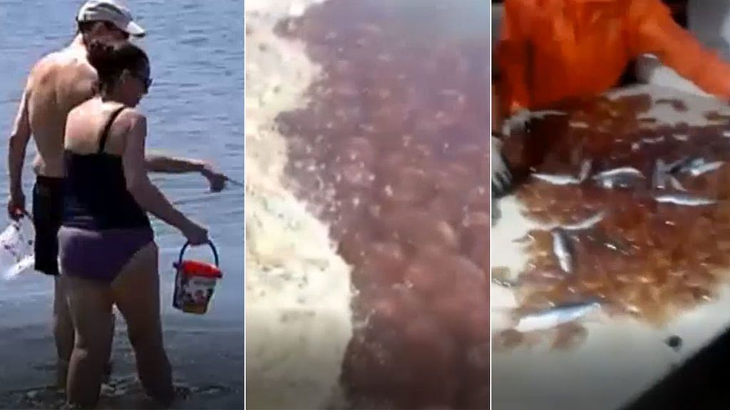 En Málaga las medusas colapsan las redes y hacen imposible la pesca