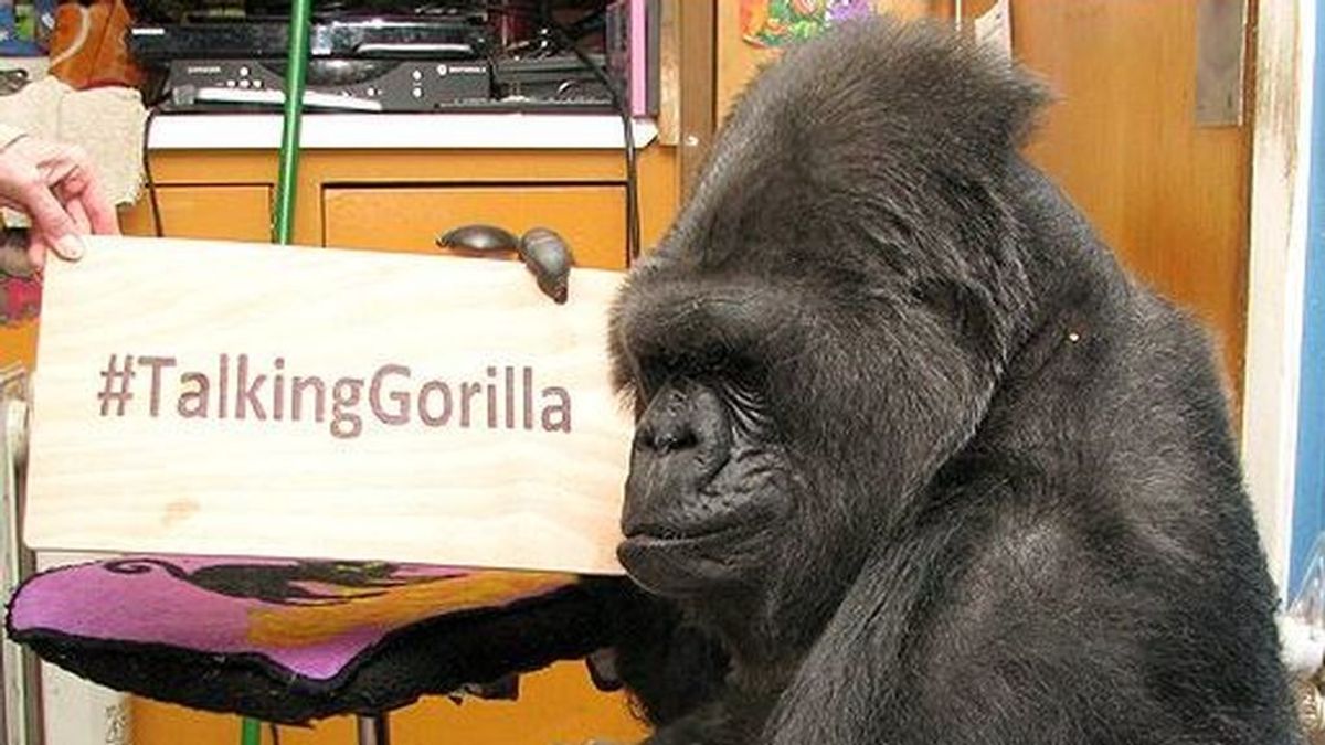 Muere la única gorila capaz de hablar a través del lenguaje de signos