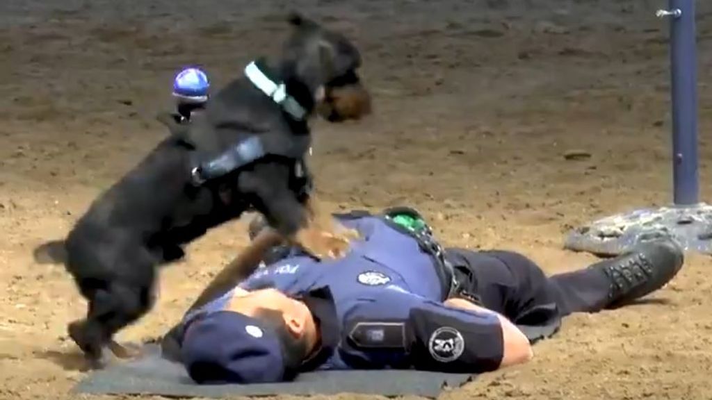 Un “heroico” perro policía ‘salva la vida’ de un agente con una RCP