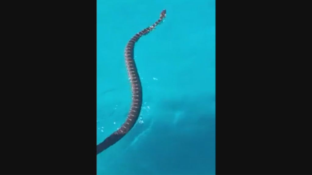 Miedo entre los bañistas de Capdepera por la presencia de una serpiente en el mar