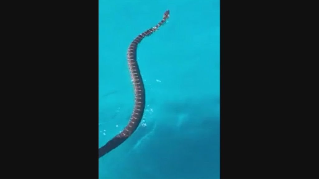 Pánico en la playa de Capdepera por la presencia de una serpiente de herradura