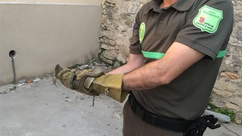 Retiran una culebra de escalera de una vivienda de Sepúlveda (Segovia)