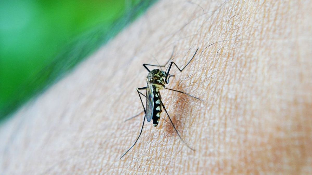 Consejos para evitar las picaduras de mosquitos