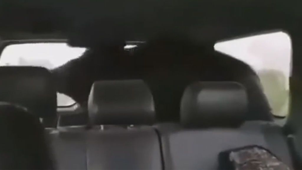 Un jabalí 'resucita' en el coche de unos cazadores