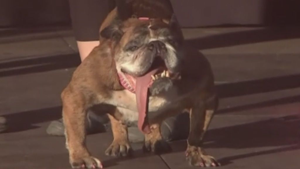 Con una lengua infinita y patas arqueadas, Zsa Zsa es la perra más fea del mundo