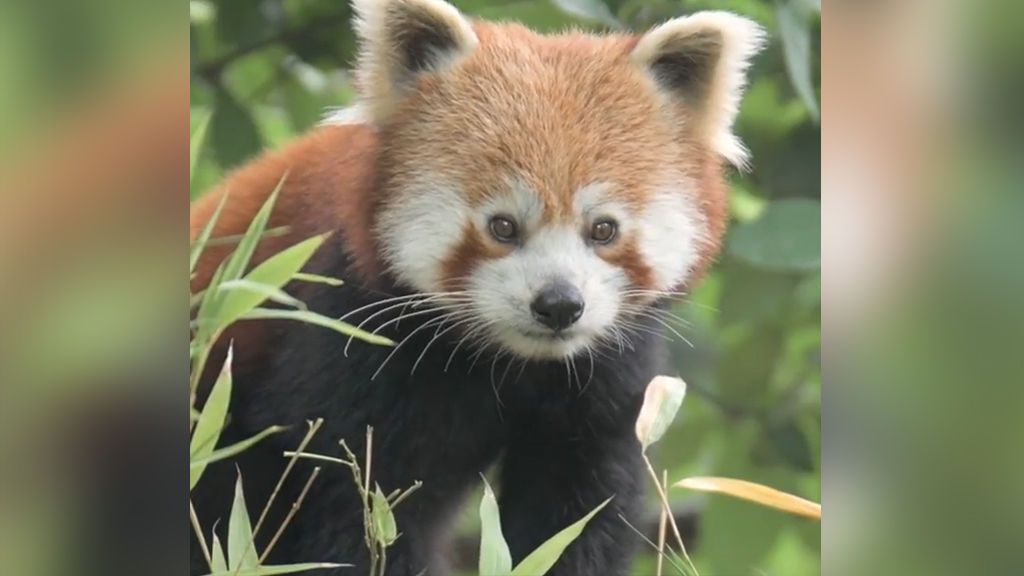 Koda, el adorable panda rojo del zoo de Chester, Inglaterra