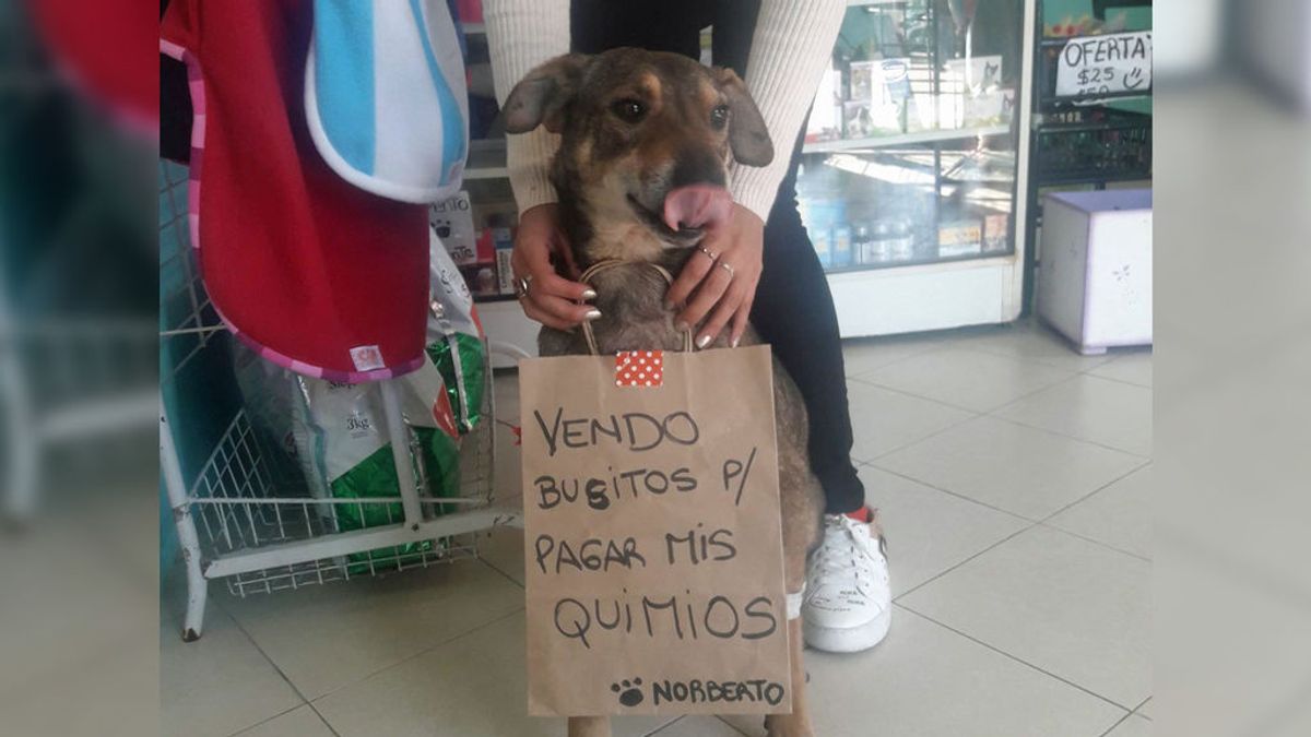 Norberto, el perro que vende “busitos” para pagar su tratamiento contra el cáncer