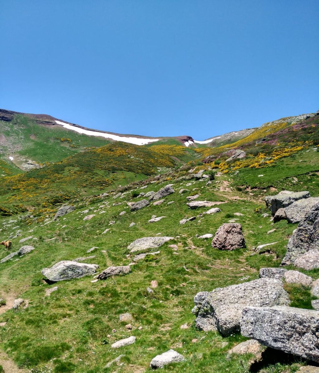 Puscas García Barruelo de Santullán, Palencia
