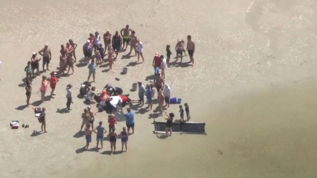 Tres manatíes varados en una playa de Florida son salvados por los bañistas