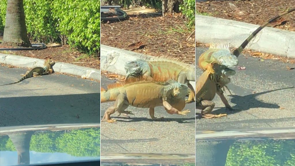 Despiadado combate entre dos gigantescas iguanas en plena carretera