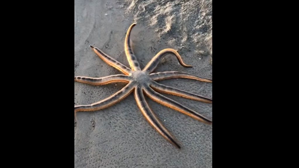Una inusual estrella de mar es grabada en una playa de Florida