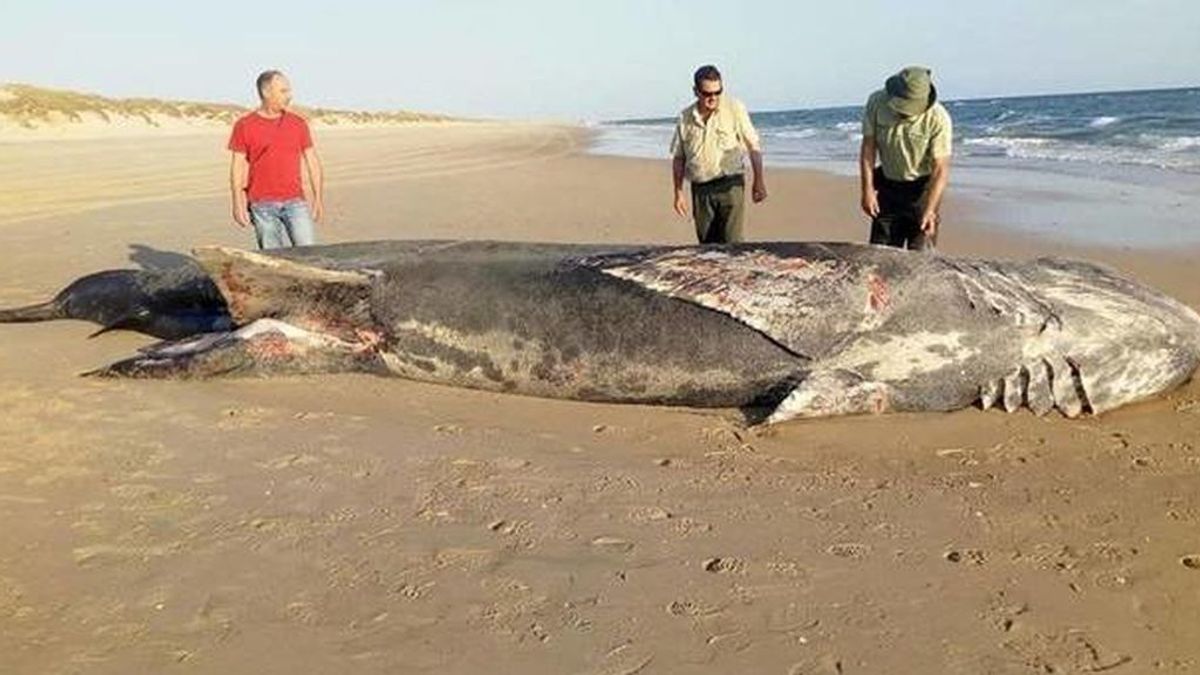 Aparece muerto un tiburón de nueve metros en la playa de Doñana