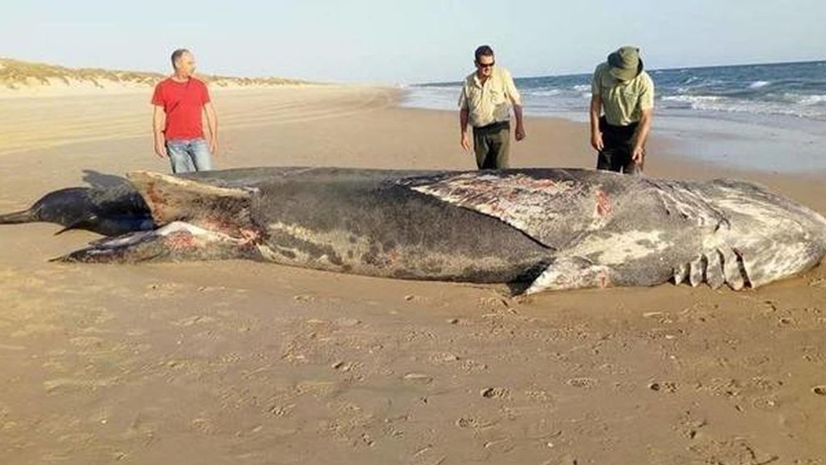 Sorpresa en una playa de Doñana: aparece muerto un tiburón de nueve metros