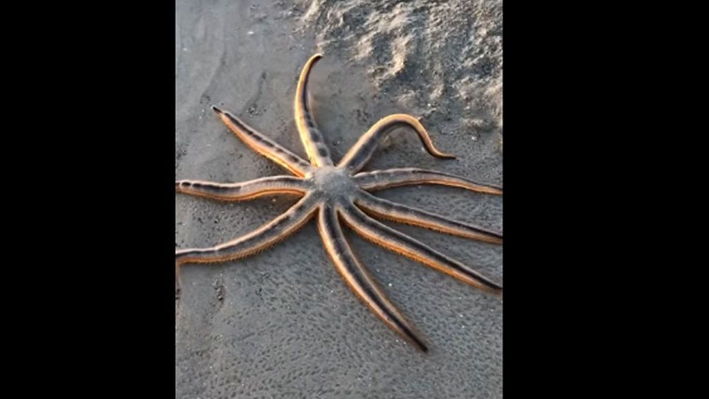 Encuentran una curiosa estrella de mar en una playa de Florida
