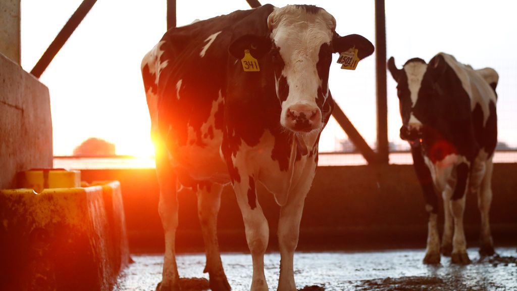 Anochece en una granja candiense de vacas