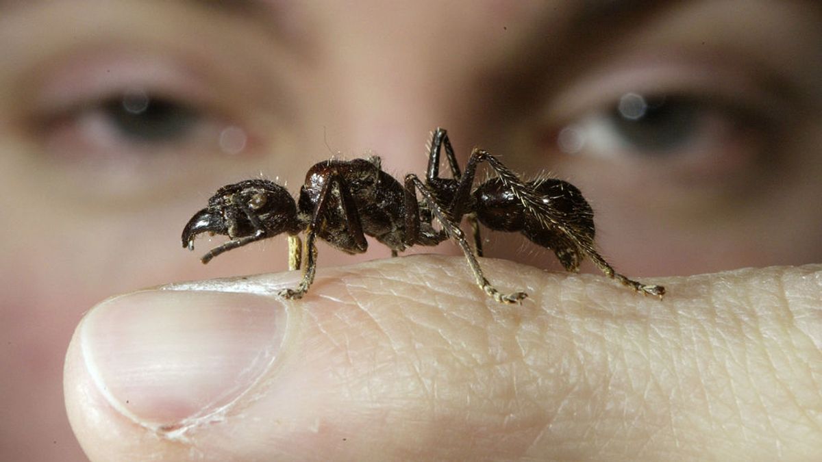 Diez consejos naturales contra las hormigas