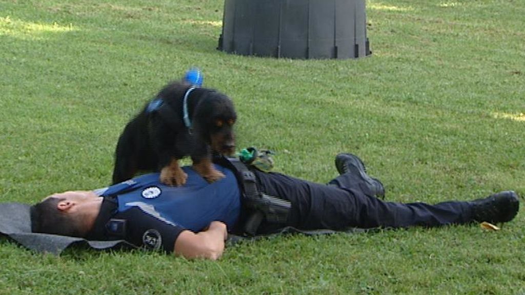 Poncho, el perro policía que enseña a los niños lo que es una RCP
