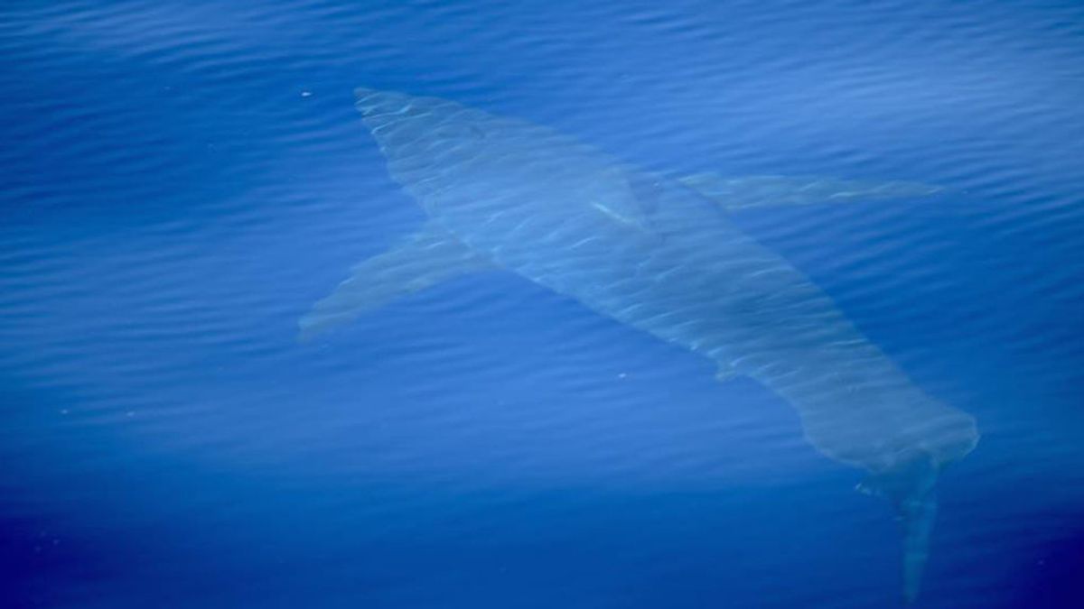Avistado un tiburón blanco de cinco metros en aguas próximas a la isla de Cabrera
