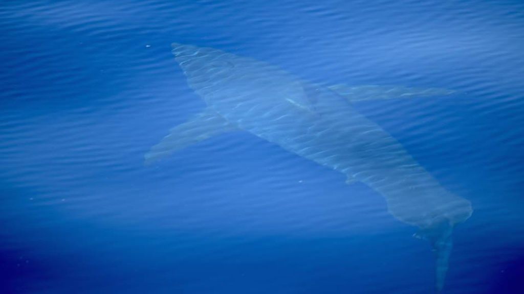 Un tiburón blanco de cinco metros merodea por las costas de Baleares