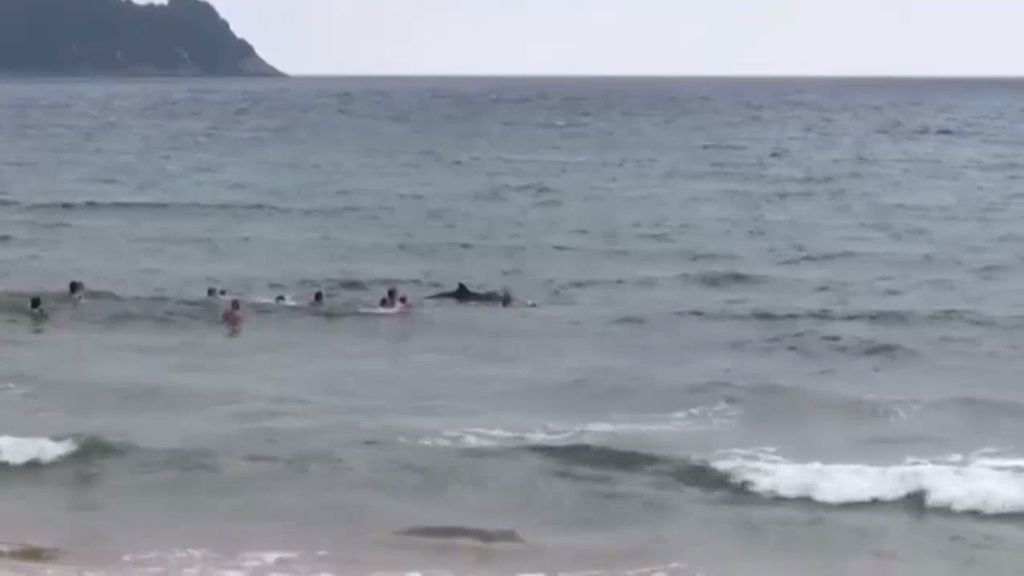 El emocionante rescate de una cría de ballena en Zarautz, Guipúzcoa