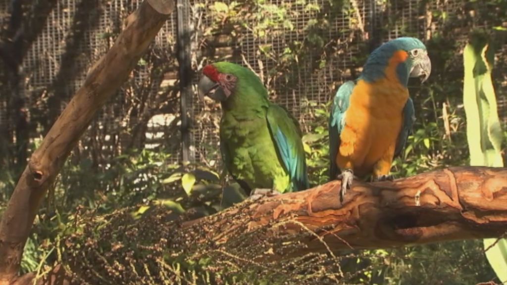 Nueve especies de loros en extinción, cuidados y protegidos en un zoo de Tenerife