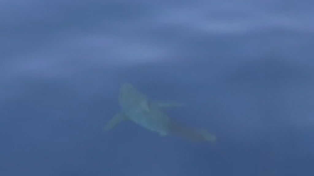 Biólogos creen que el tiburón blanco avistado en Baleares en realidad es un marrajo