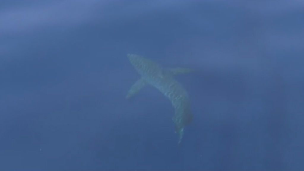 Emoción entre la comunidad científica por el avistamiento de un tiburón blanco en Cabrera